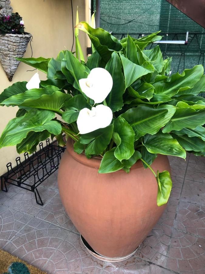 Touristic Apartment "Agata" Sirmione Bagian luar foto