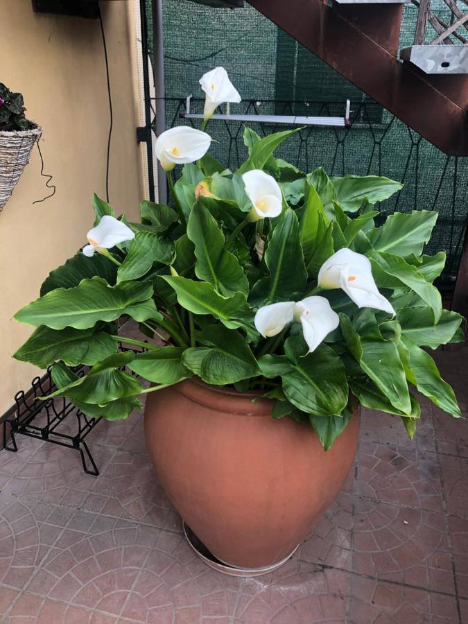 Touristic Apartment "Agata" Sirmione Bagian luar foto